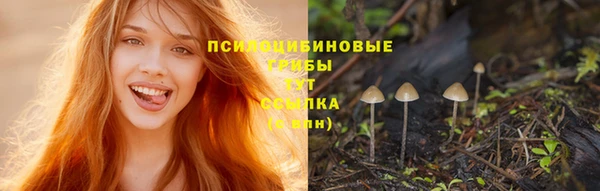 стафф Новозыбков