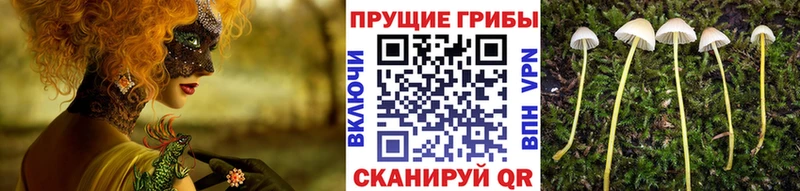 что такое Протвино Галлюциногенные грибы ЛСД